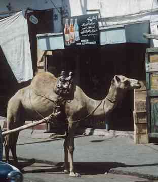 انقر للحصول على حجم اكبر